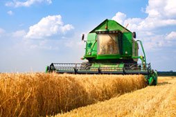 To buy wheat flour first grade wholesale