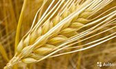 Куплю ячмінь Україна