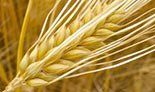 Продам ячмінь Україна