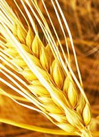 Ячмень цена Украина